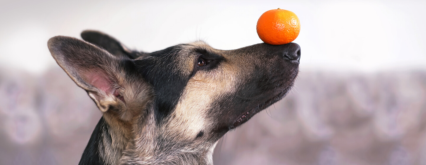Can dog shop eat orange